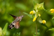 Kolibrievlinder04